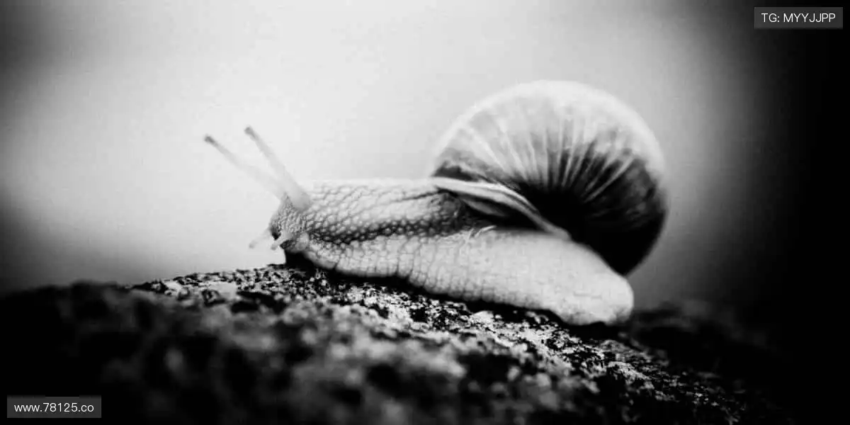 🏆 见证每一刻荣耀，体育赛事官网，让热爱永不缺席！